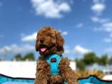 Tüy Dökmez Koku Yapmaz Mükemmel Toy Poodle Yavrularımız