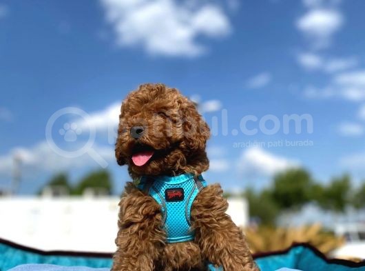Tüy Dökmez Koku Yapmaz Mükemmel Toy Poodle Yavrularımız görsel