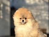 Teddy Face Pomeranian Boo Bebeklerimiz