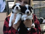 Irk garantili efsane border collie yavrularımız