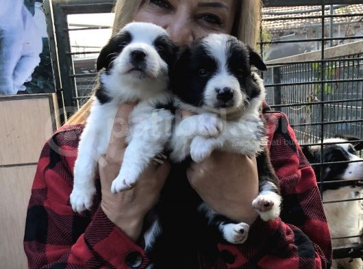 Irk Garantili Efsane Border Collie Yavrularımız