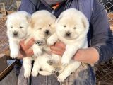 A Kali̇te Chow Chow Yavrulari