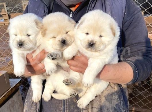 A Kali̇te Chow Chow Yavrulari görsel