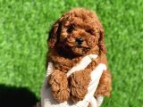 Mini Boy Sevimli Poodle Bebeklerimiz