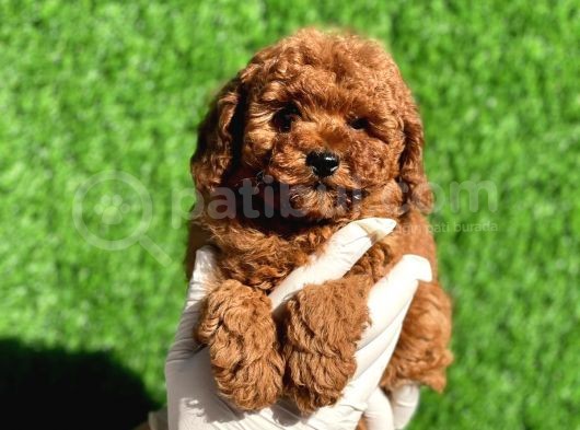 Mini Boy Sevimli Poodle Bebeklerimiz