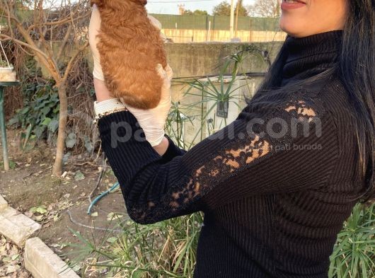Toy Poddle Yavrularım Sağlık Ve Irk Garantilid görsel