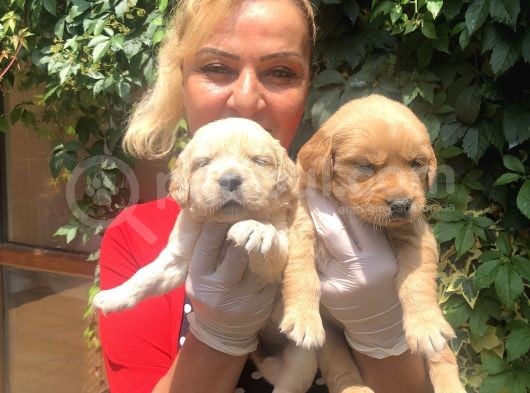 Bebek yüzlü küt burunlu golden Retriever Yavrularımız