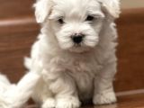 Mini Sevimli Maltese Yavrular