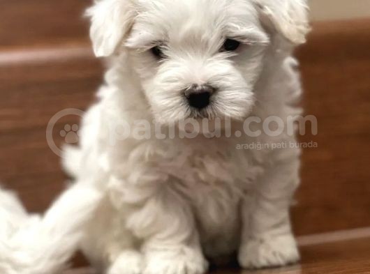 Mini Sevimli Maltese Yavrular görsel