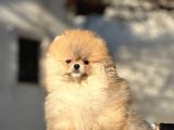Teddy Pomeranian Boo Yavrularimiz