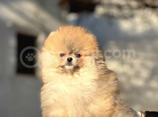 Teddy Pomeranian Boo Yavrularimiz görsel