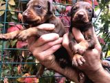 Irk Garantili Efsane King Doberman Yavrularımız