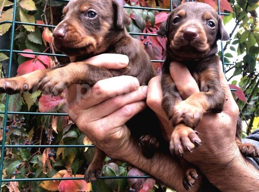 Irk Garantili Efsane King Doberman Yavrularımız görsel