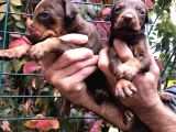 Irk Garantili efsane king doberman Yavrularımız