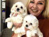 Pamuk Gibi Malta Terrier Yavrularımız