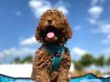 Tüy dökmez koku yapmaz mükemmel toy poodle yavrularımız