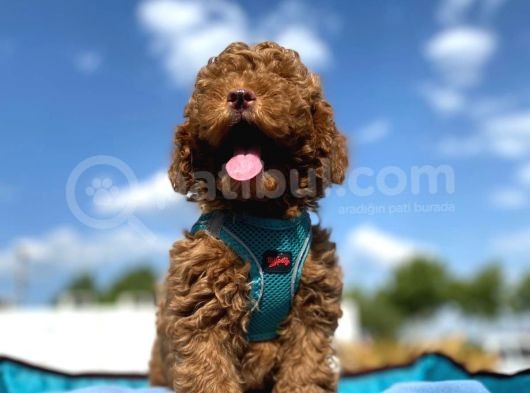 Tüy Dökmez Koku Yapmaz Mükemmel Toy Poodle Yavrularımız