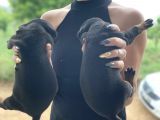 Doberman Yavrularıdoberman Yavrularım Sağlık Ve Garantilidir