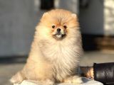 Teddy Face Pomeranian Boo Bebeklerimiz