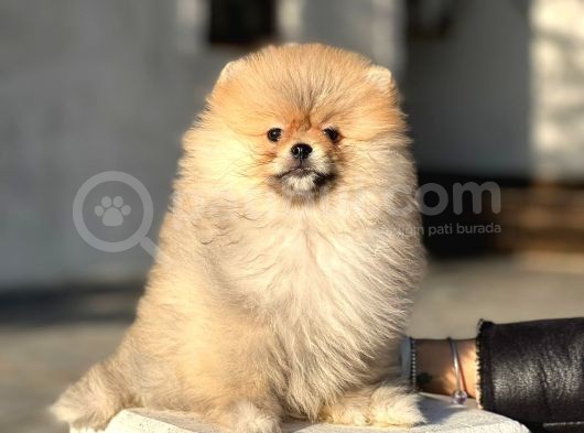 Teddy Face Pomeranian Boo Bebeklerimiz görsel