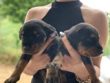 Doberman Yavrularıdoberman Yavrularım Sağlık Ve Garantilidir
