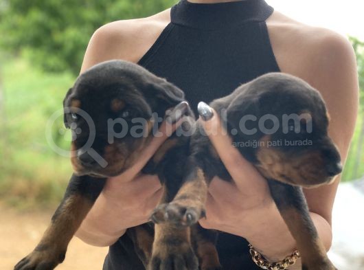 Doberman Yavrularıdoberman Yavrularım Sağlık Ve Garantilidir görsel