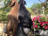 Doberman Yavrularıdoberman Yavrularım Sağlık Ve Garantilidir