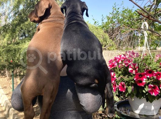Doberman Yavrularıdoberman Yavrularım Sağlık Ve Garantilidir görsel
