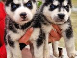 Mavi Gozlu Husky Bebekler