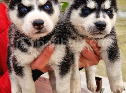 Mavi Gozlu Husky Bebekler görsel