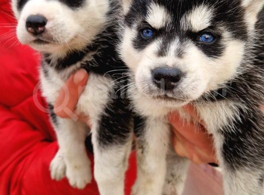 Mavi Gozlu Husky Bebekler