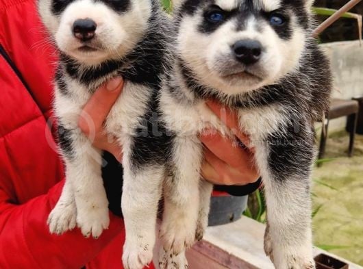 Mavi Gozlu Husky Bebekler görsel