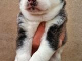 Mavi Gozlu Husky Bebekler