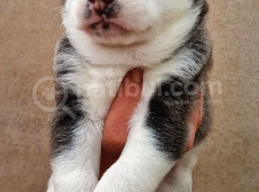 Mavi Gozlu Husky Bebekler görsel