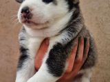 Mavi Gozlu Husky Bebekler