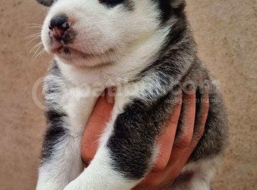 Mavi Gozlu Husky Bebekler görsel