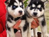 Mavi Gozlu Husky Bebekler