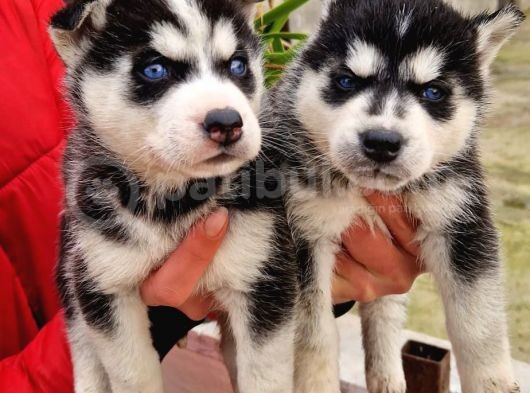 Mavi Gozlu Husky Bebekler görsel