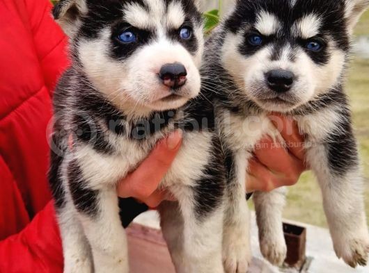 Mavi Gozlu Husky Bebekler görsel