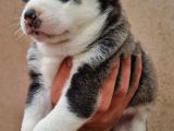 Mavi Gozlu Husky Bebekler