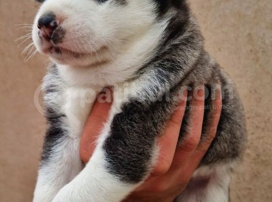 Mavi Gozlu Husky Bebekler görsel