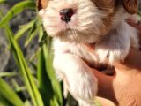 Cavalier Disi Ve Erkek Bebeklerimiz