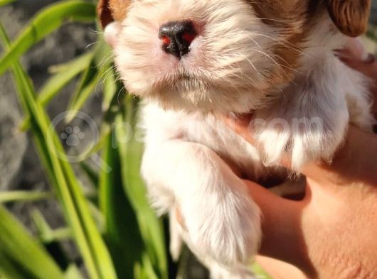 Cavalier Disi Ve Erkek Bebeklerimiz görsel