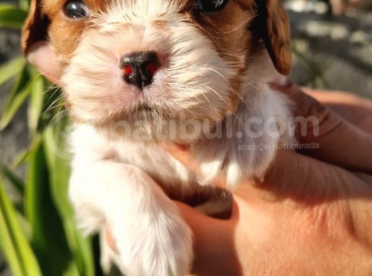 Cavalier Disi Ve Erkek Bebeklerimiz görsel