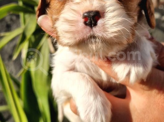 Cavalier Disi Ve Erkek Bebeklerimiz görsel