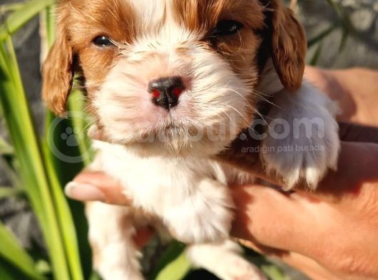 Cavalier Disi Ve Erkek Bebeklerimiz görsel