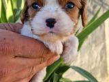 Cavalier Disi Ve Erkek Bebeklerimiz