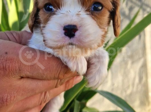 Cavalier Disi Ve Erkek Bebeklerimiz görsel