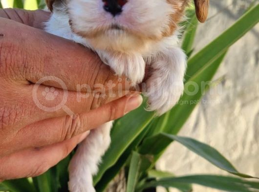 Cavalier Disi Ve Erkek Bebeklerimiz görsel
