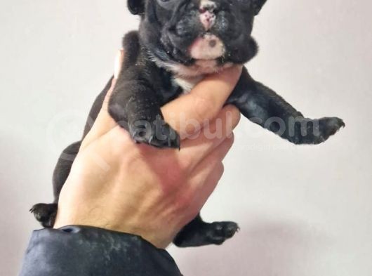 Siyah Boncuk French Yavrumuz görsel